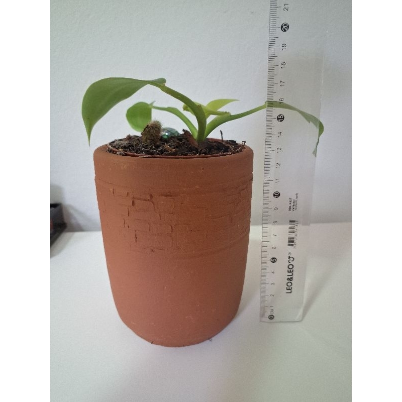 Vaso barro (cachepot)