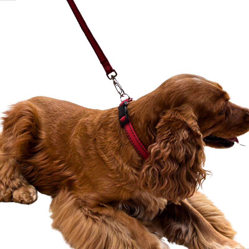 Coleira Para Cachorro Ajustável Conjunto Coleira + Guia Cão Pequeno, Médio e Grande Porte em Oferta na Shopee