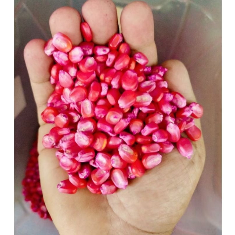 Milho Ag 1051: Guia Completo e Onde Comprar | BuscaProdutos