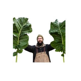 1500 Sementes Couve Manteiga Gigante Geórgia em Oferta na Shopee