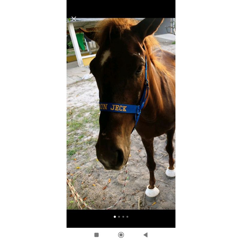 cabresto personalizado para cavalos,lida do dia a dia, leilões , exposição e manejo entrega imediata direto da fábrica em Oferta na Shopee