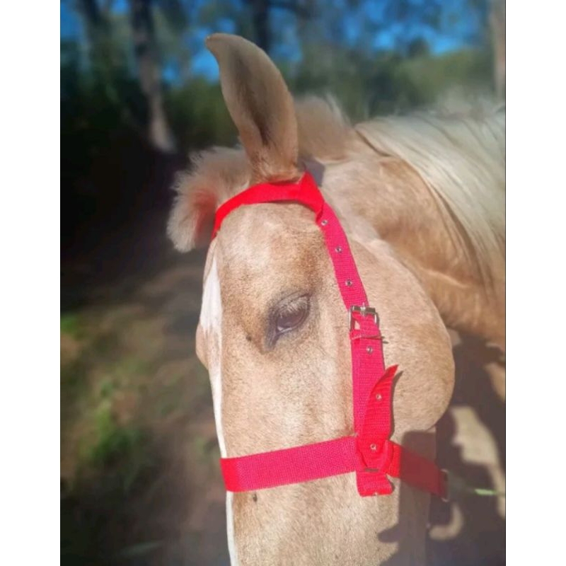 cabresto para cavalo personalizado com testeira e cabo guia cabresto de luxo direto da fábrica