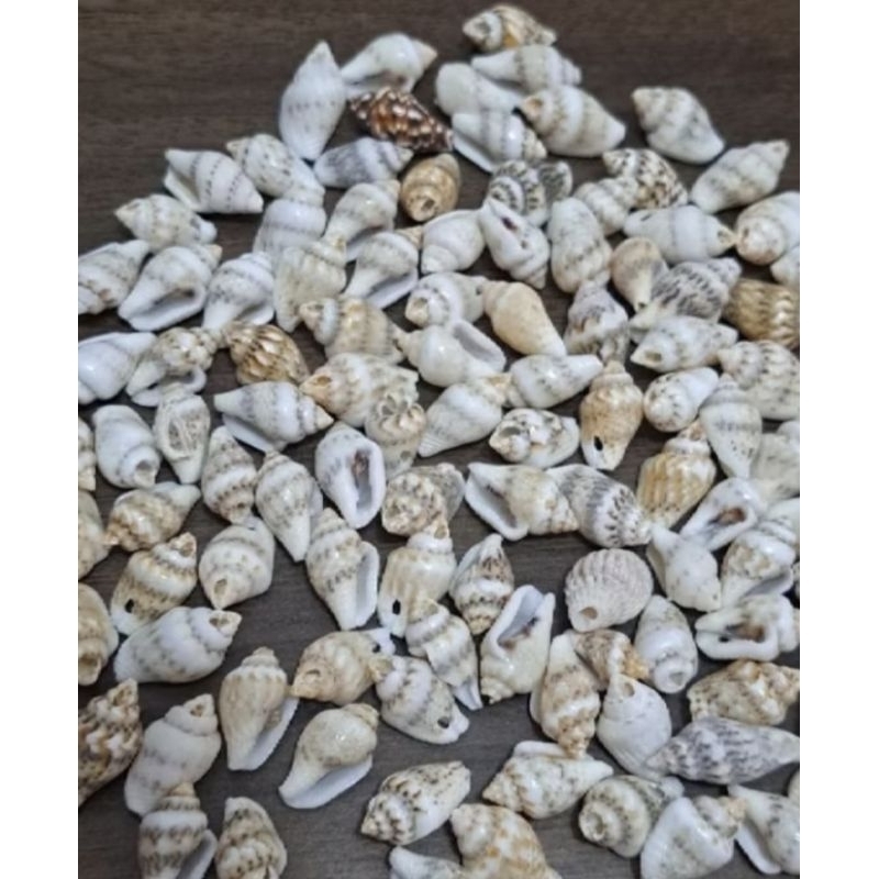 Conchas Do Mar Natural com furo 10×15 mm marinhas Rajadas cabelos, Tranças bijuterias kit com 50/100 unidades em Oferta na Shopee