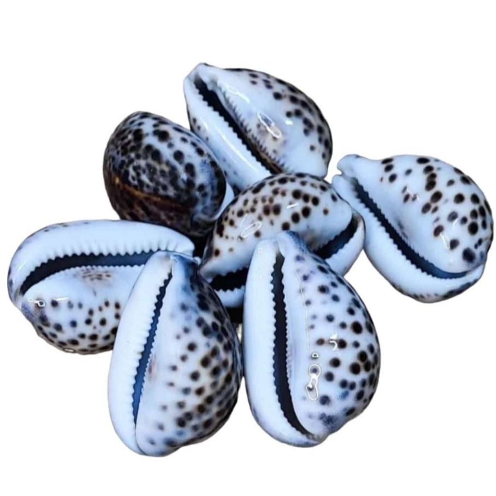 Búzios Africanos Marrom: Onde Comprar | BuscaProdutos