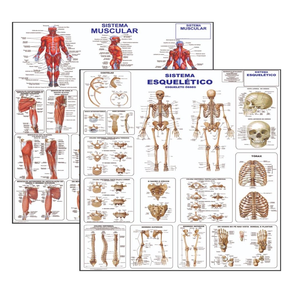 Kit 2 Mapas Sistema Muscular - Esqueletico 1 - Atualizado em Oferta na Shopee