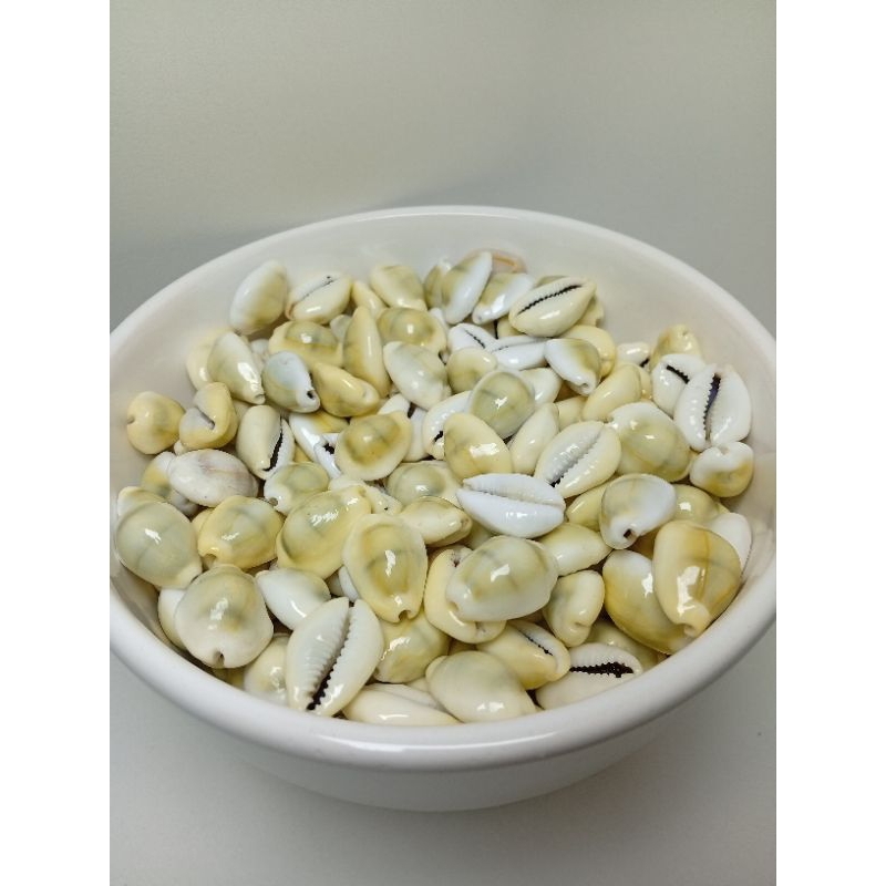 BUZIOS GRANDE GEMA NATURAL 1 KILO ARTESANATO RELIGIOSO UMBANDA CANDOMBLE CYPREA BUZIO AMARELO BUZIOS DE JOGO DE IFA