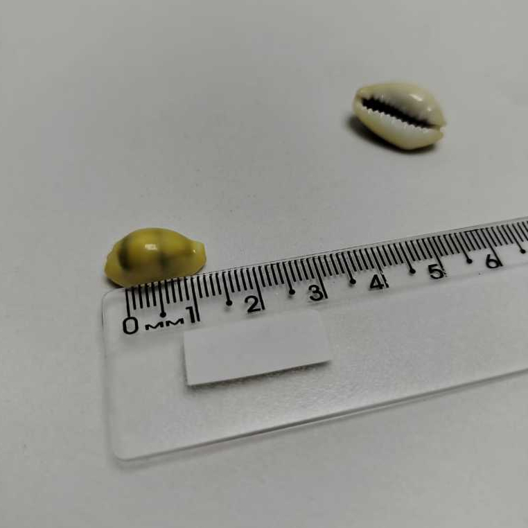 BÚZIOS GEMA NATURAL 1CM UNIDADE ARTESANATO RELIGIOSO GEMA UMBANDA/CANDOMBLÉ