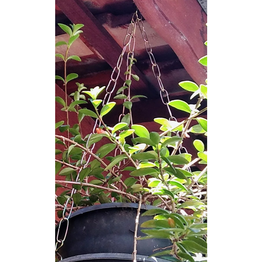 5 Supo Ferro/Metal Pendurar Plantas Flores Jardim Pallet Caibro Gancho Diversas Medidas — imagem 2 de 2