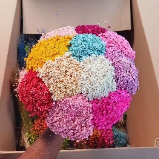 Sempre Viva azul bebê ou rosa bebê para chá revelação ( kit com ate 1.200 flores ) em Oferta na Shopee