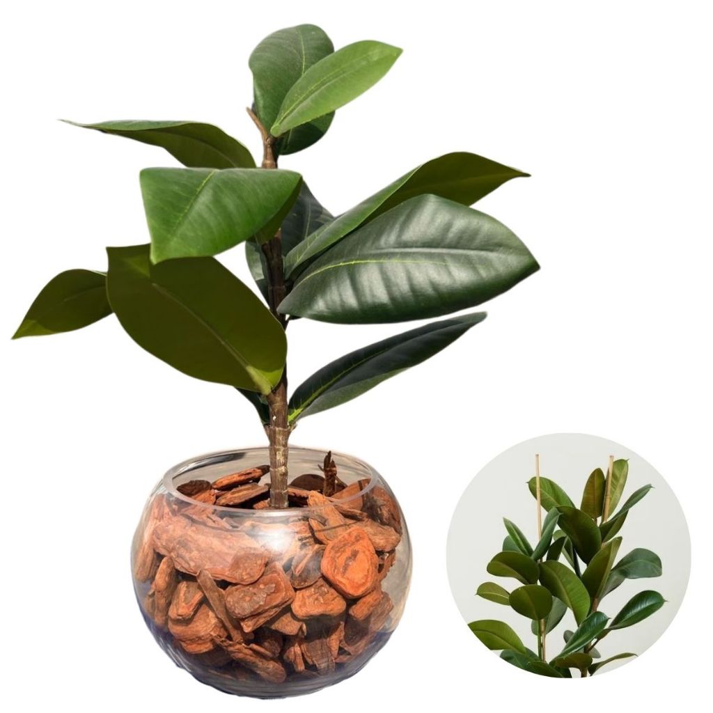 Arranjo Centro de Mesa Costela de Adão Ficus Lyrata Elastica Cloe Artificial Completo Vaso de Vidro