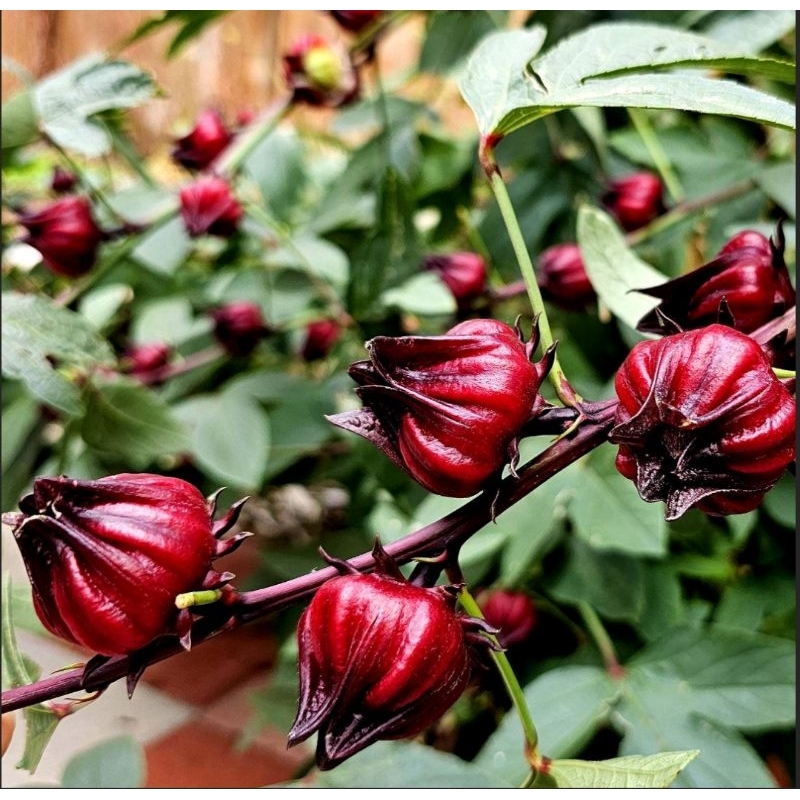 50 Sementes de hibisco vinagreira/cuxá/azedinha/cuchá para plantio em Oferta na Shopee