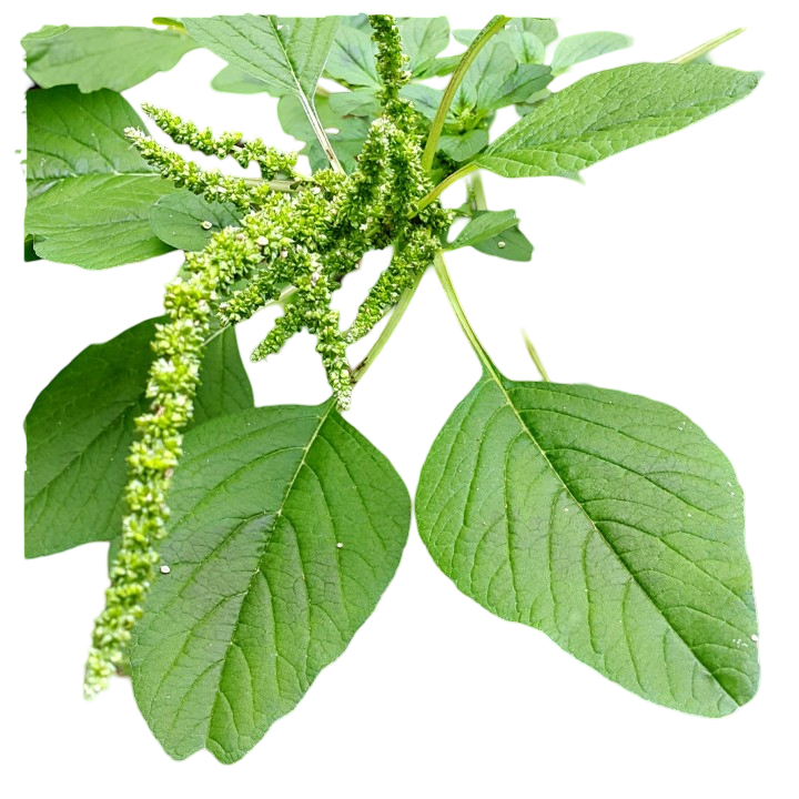 Bredo Sementes: Guia Completo e Onde Comprar | BuscaProdutos