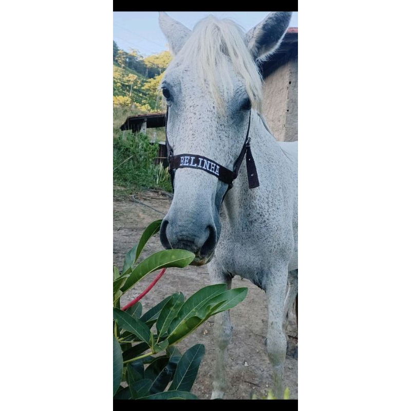 cabresto para cavalo personalizado , cabresto com nome bordado de sua escolha, cabresto para leilão, lida em Oferta na Shopee