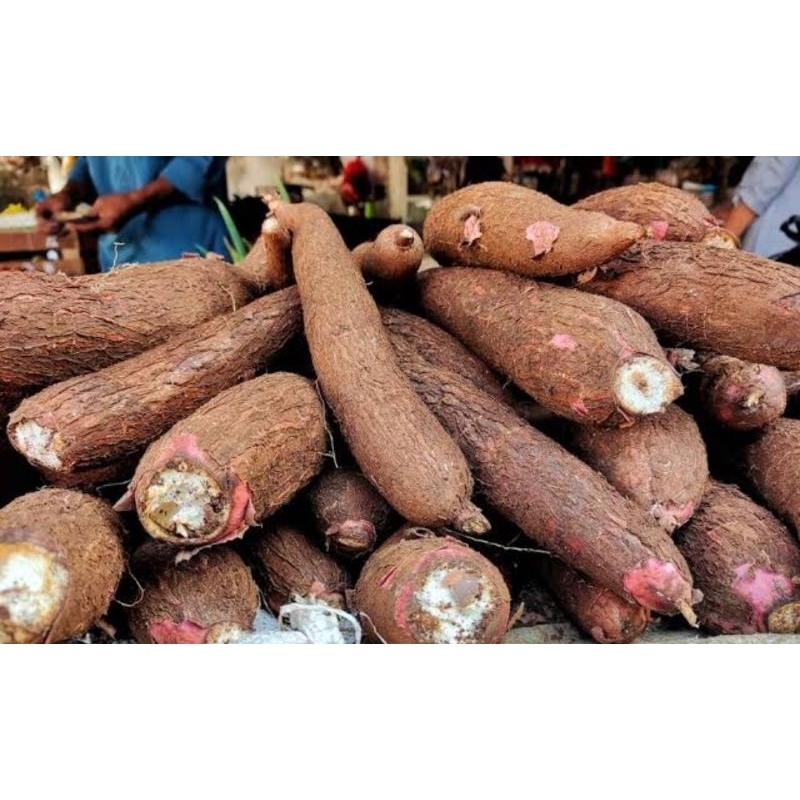 10 ramas de Mandioca da casca Roxa de raça (maniva casca roxa) para mudas