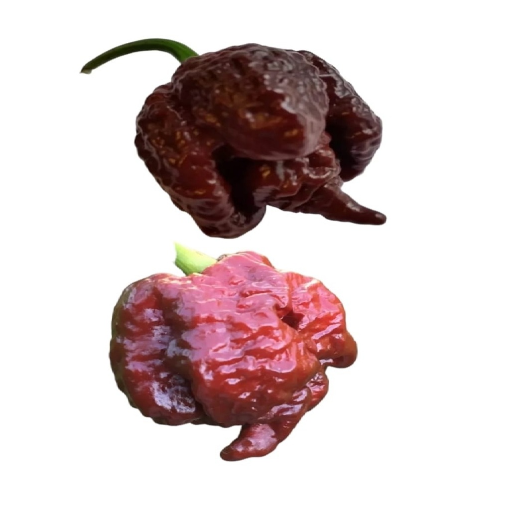 Carolina Reaper CHOCOLATE 50 SEMENTES em Oferta na Shopee