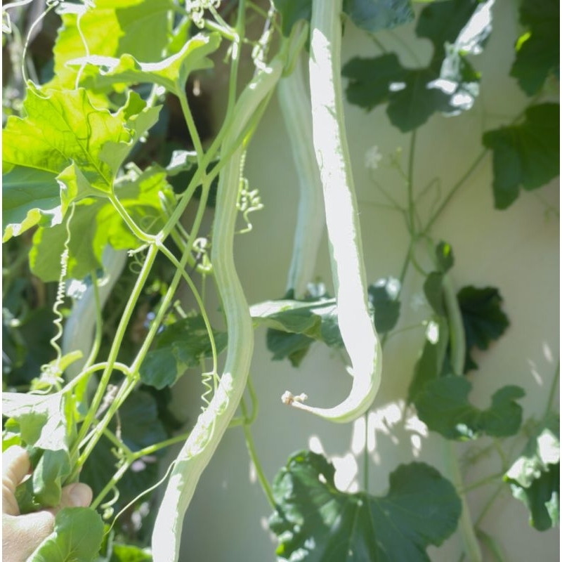 Quiabo de Metro: Onde Comprar | BuscaProdutos