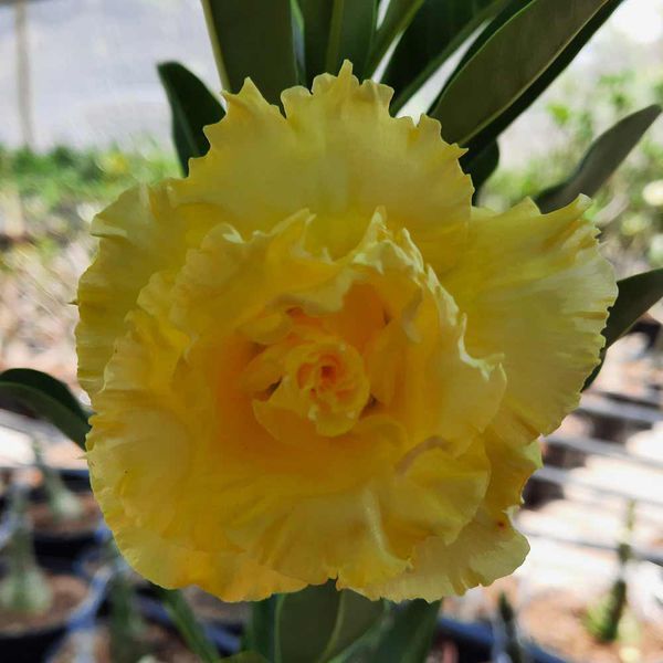 Sementes de Rosa do Deserto Enxertada Amarela Tripla - Fácil Germinação em Oferta na Shopee