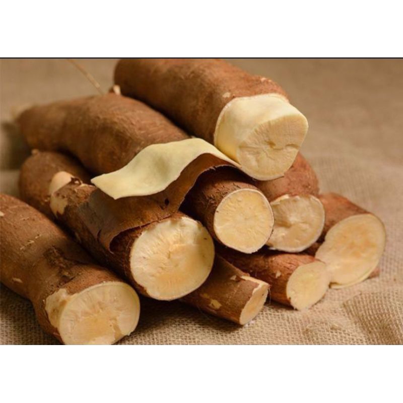 10 Ramas de Mandioca Amarela