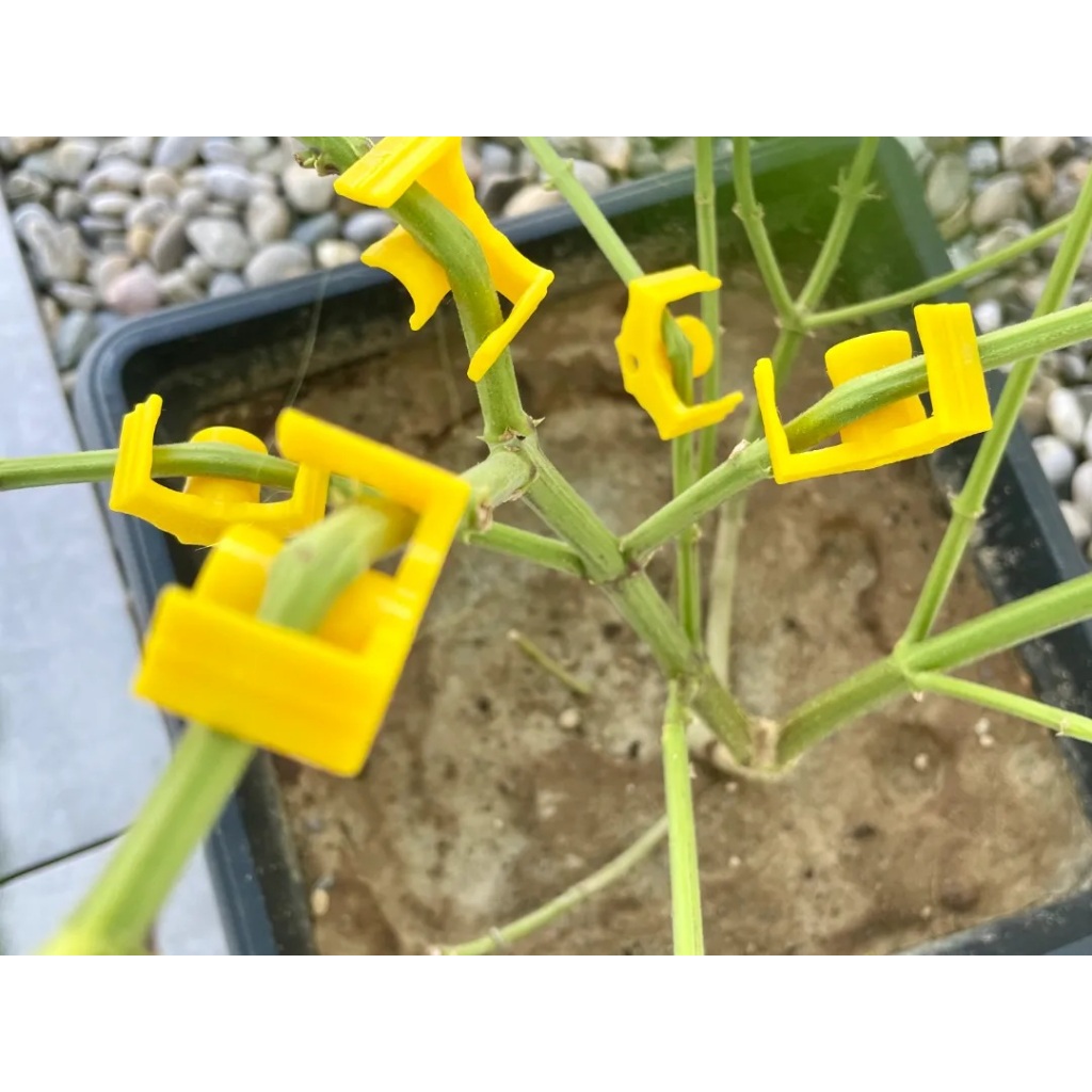 BudClips Grampos LST para Plantas Treinamento de Estresse Grow Indoor Outdoor Impresso em 3D PETG