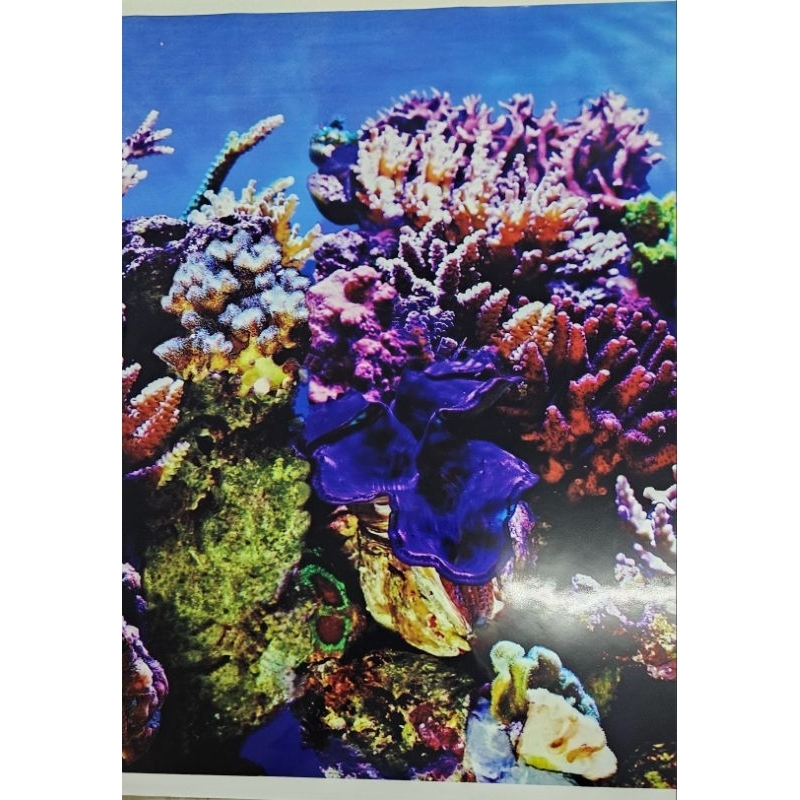 Painel Para Aquário Decorativo 100x50cm De Plástico 2 Lados Água Doce/Salgada Paisagem Dupla Lindissimo
