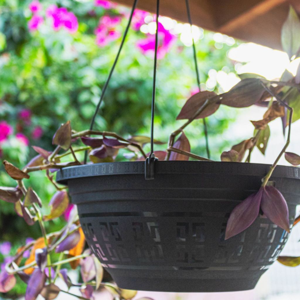 KIT 10 Vasos Cuia 6 litros com Gancho 50cm Para Jardim Samambaia Rosa do Deserto em Oferta na Shopee