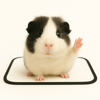 Tapetes Higiênicos Reutilizáveis e Laváveis para Porquinhos da Índia, hamster e coelho 1 unidade em Oferta na Shopee