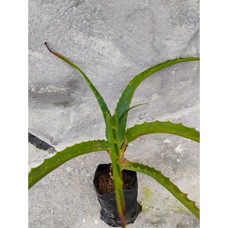 Aloe Arborescens: Onde Comprar | BuscaProdutos