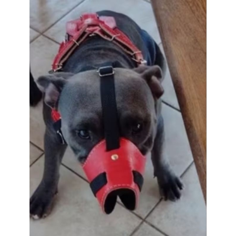 peitoral  Spike + Focinheira Pet +guia de corda 14mm com 70cm e amortecedor ante puxão