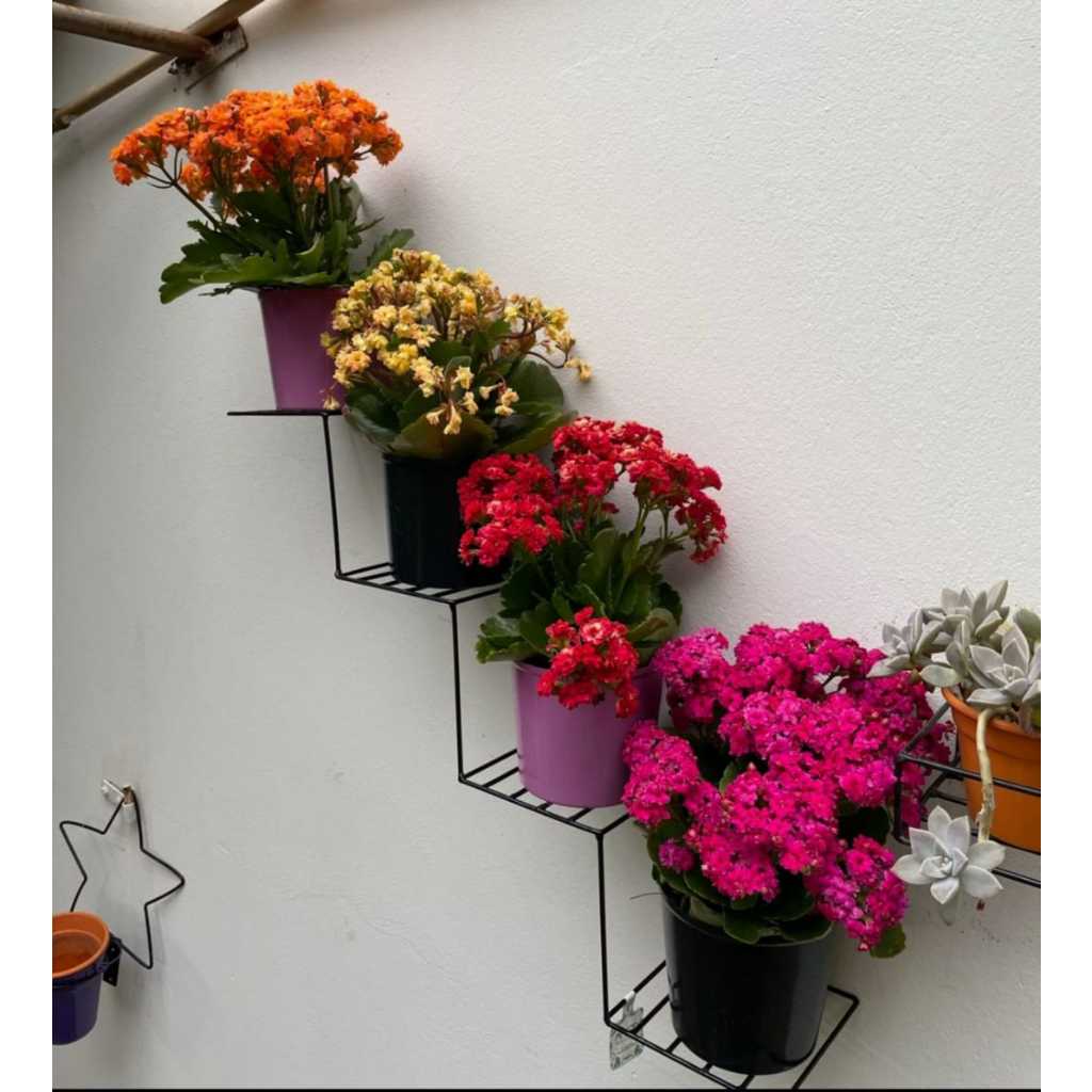 Suporte Jardim Vertical Ferro: Onde Comprar | BuscaProdutos