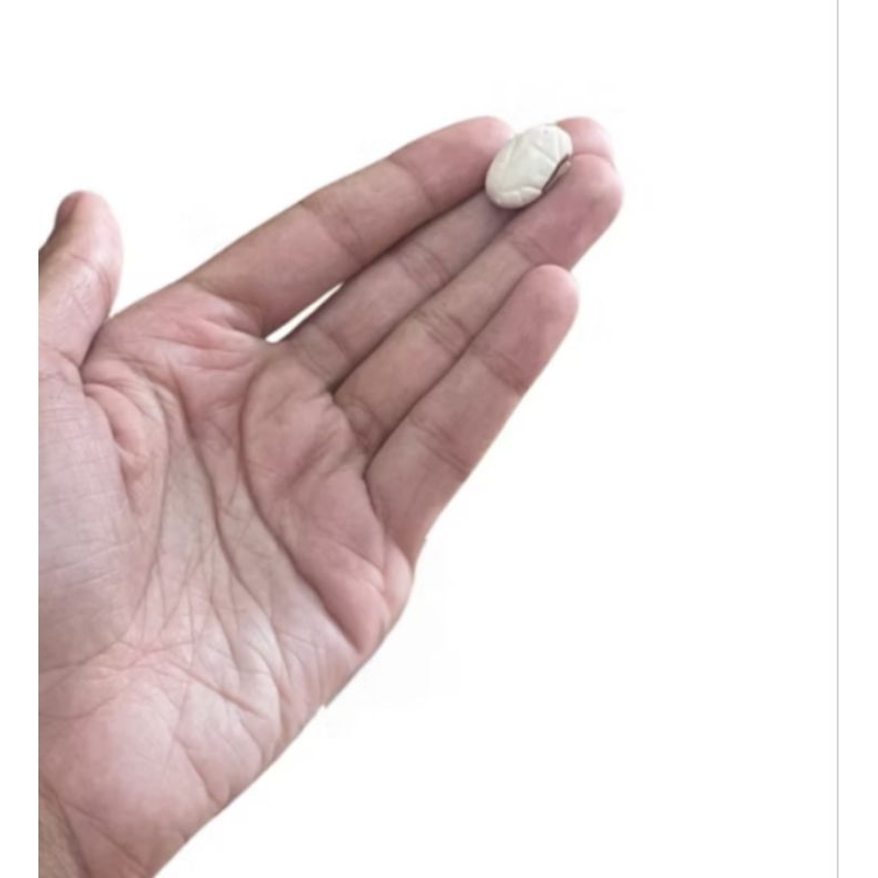 Fava de Oxalá rituais umbanda candomblé unidade