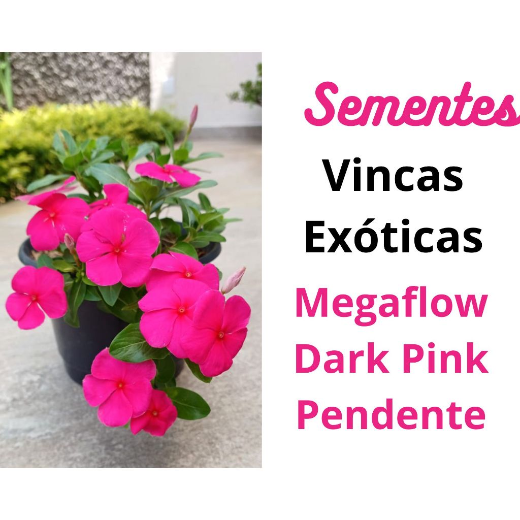 Vinca Megaflow Dark Pink Pendente Cores Raras