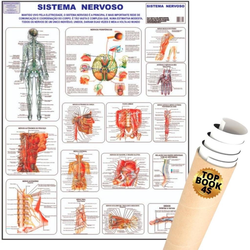 Mapa Sistema Nervoso Corpo Humano Poster Anatomia Medicina