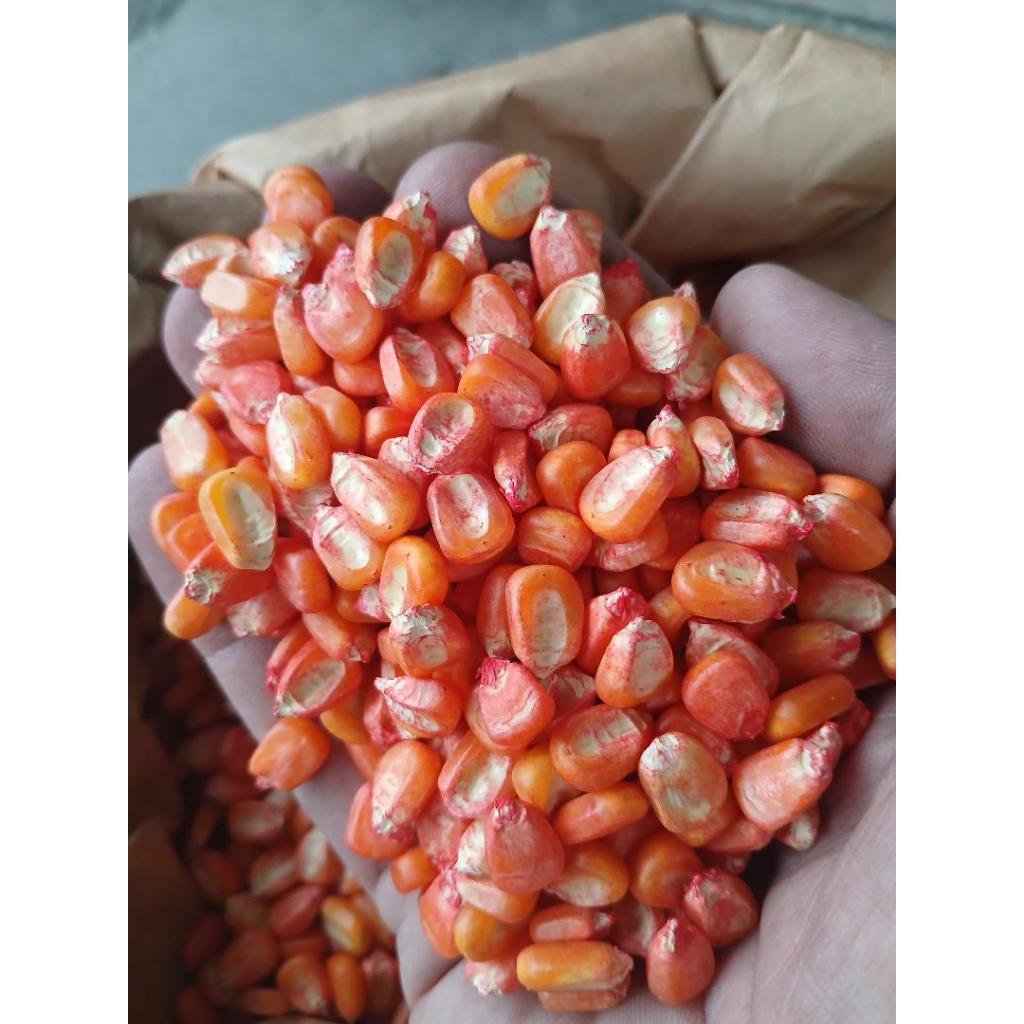 sementes de milho para plantar 500gr