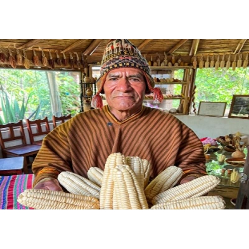 50 Sementes Milho Asteca Gigante Cuzco Peruano ( Relíquia agrícola).