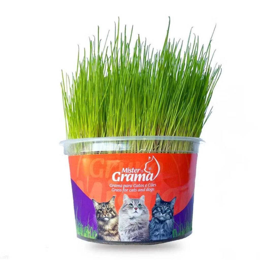 Graminha Natural para Gatos | Digestiva e Antiestresse / Cultivo Fácil