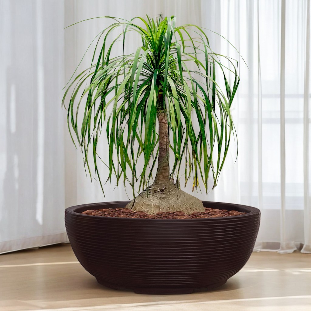 Vaso de Planta Bacia Cuia Grande 75x25 Cm Redondo P/ Horta Floreira Decorativo em Polietileno em Oferta na Shopee