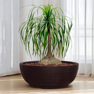 Vaso de Planta Bacia Cuia Grande 75x25 Cm Redondo P/ Horta Floreira Decorativo em Polietileno em Oferta na Shopee