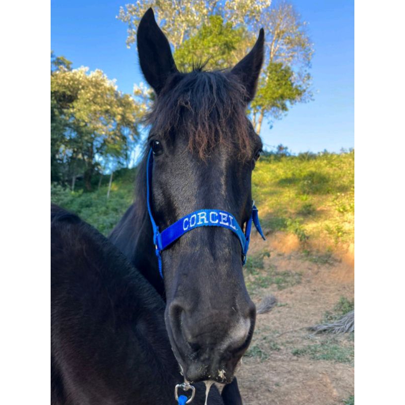 cabresto para cavalo personalizado, entrega imediata, produção familiar direto da fábrica