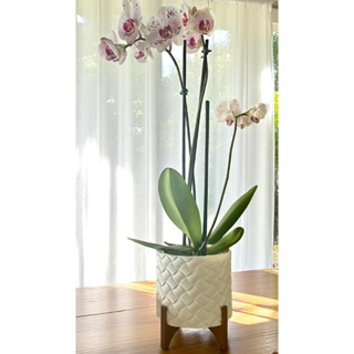 Vaso Cachepot Decorativo Vime Com Suporte Para Plantas Artificiais e Naturais em Oferta na Shopee