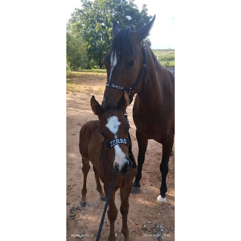 kit 1 cabresto para potro e 1 cabresto para cavalo personalizado entrega imediata em Oferta na Shopee