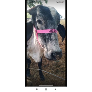 cabresto para vacas , cabresto personalizado de fitas com nome bordado entrega imediata em Oferta na Shopee