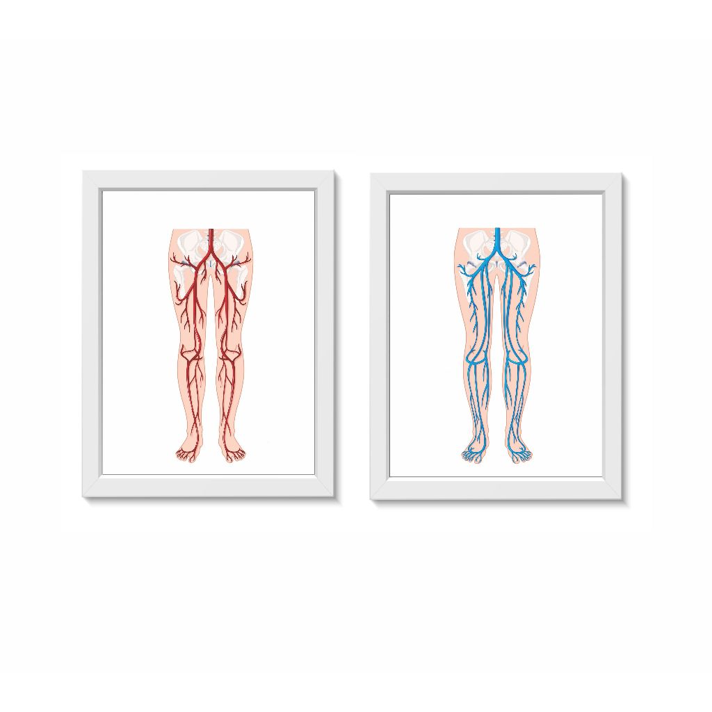 Kit 2 Quadros Decorativos Sistema Circulatório Pernas Decoração Consultório Médico Angiologia Molduras 30x40cm  Madeira