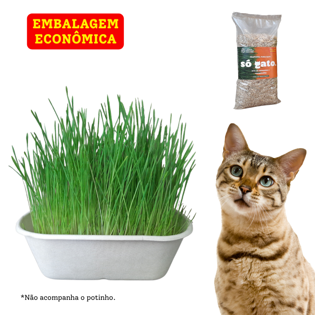 Graminha Para Gato Pet Digestiva - Econômico (Petisco Natural)