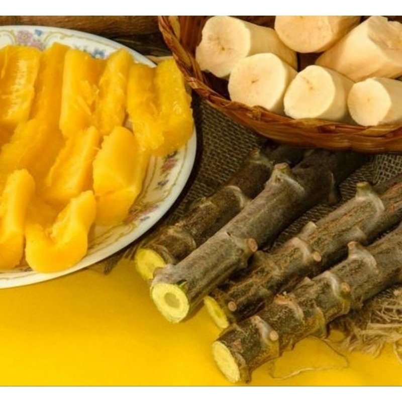 10 Ramas de Mandioca amarela - Maniva Amarela