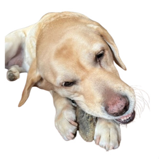 Kit 10 Casco Bovino 100% Natural em Oferta na Shopee