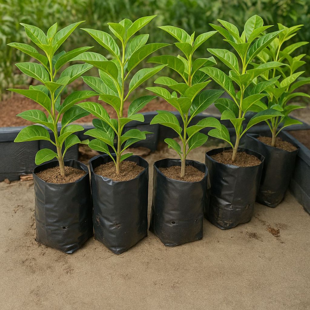 Sacos Plastico Saquinhos Saco Com Furos Para Mudas Plantas Saco 100 Unidades em Oferta na Shopee