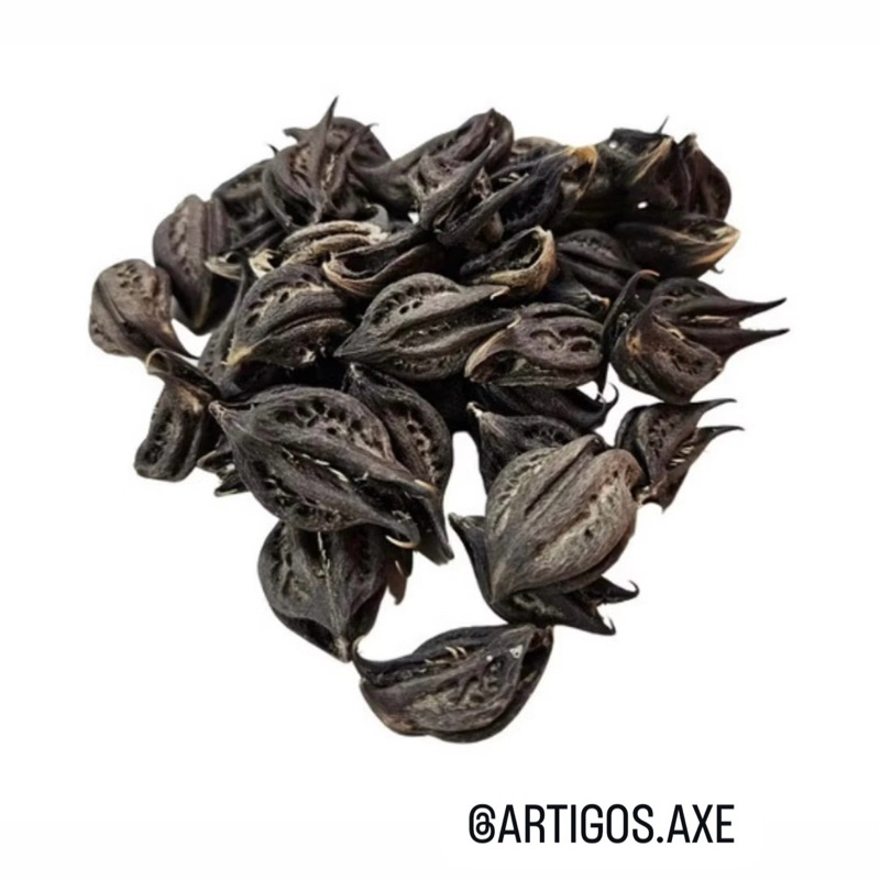 Garra de Exu / Unha de Pomba Gira - Fava Umbanda Candomblé Assentamento-Unidade