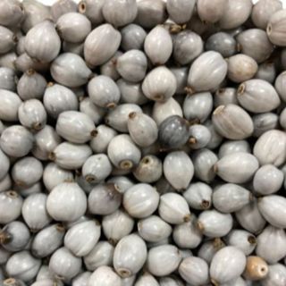 Sementes Lagrima de Nossa Senhora com furo Natural 100 unidades em Oferta na Shopee