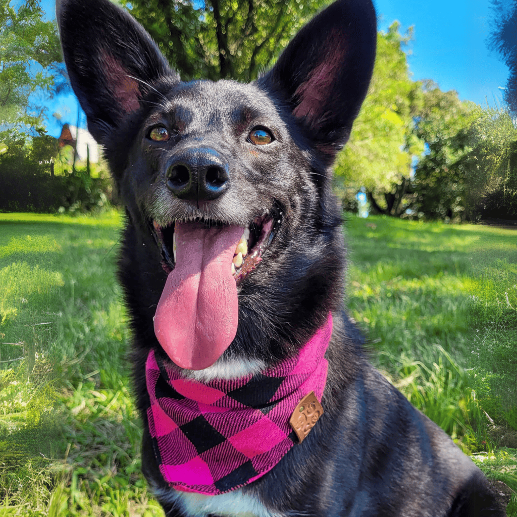 Bandana pet xadrez – várias cores – cães e gatos – Vários tamanho P M G GG e XG