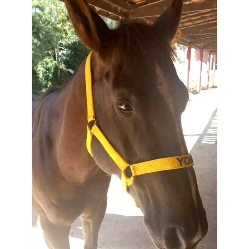 cabresto para cavalo personalizado inglês com nome de sua escolha, produto direto da fábrica entrega imediata luxo